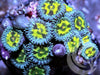 Cats Eye Zoanthids