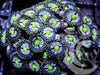 Teal Blue Zoanthids