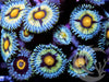 Blue Bonnet Zoanthids