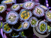 Mixed Ultra  Zoanthids