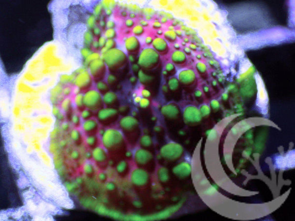 Lava Lamp Discosoma Mushroom - Pacific East Aquaculture