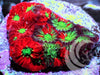 Rainbow War Coral Favites