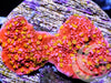 Sunset Montipora