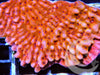 Strawberry Medusa Montipora