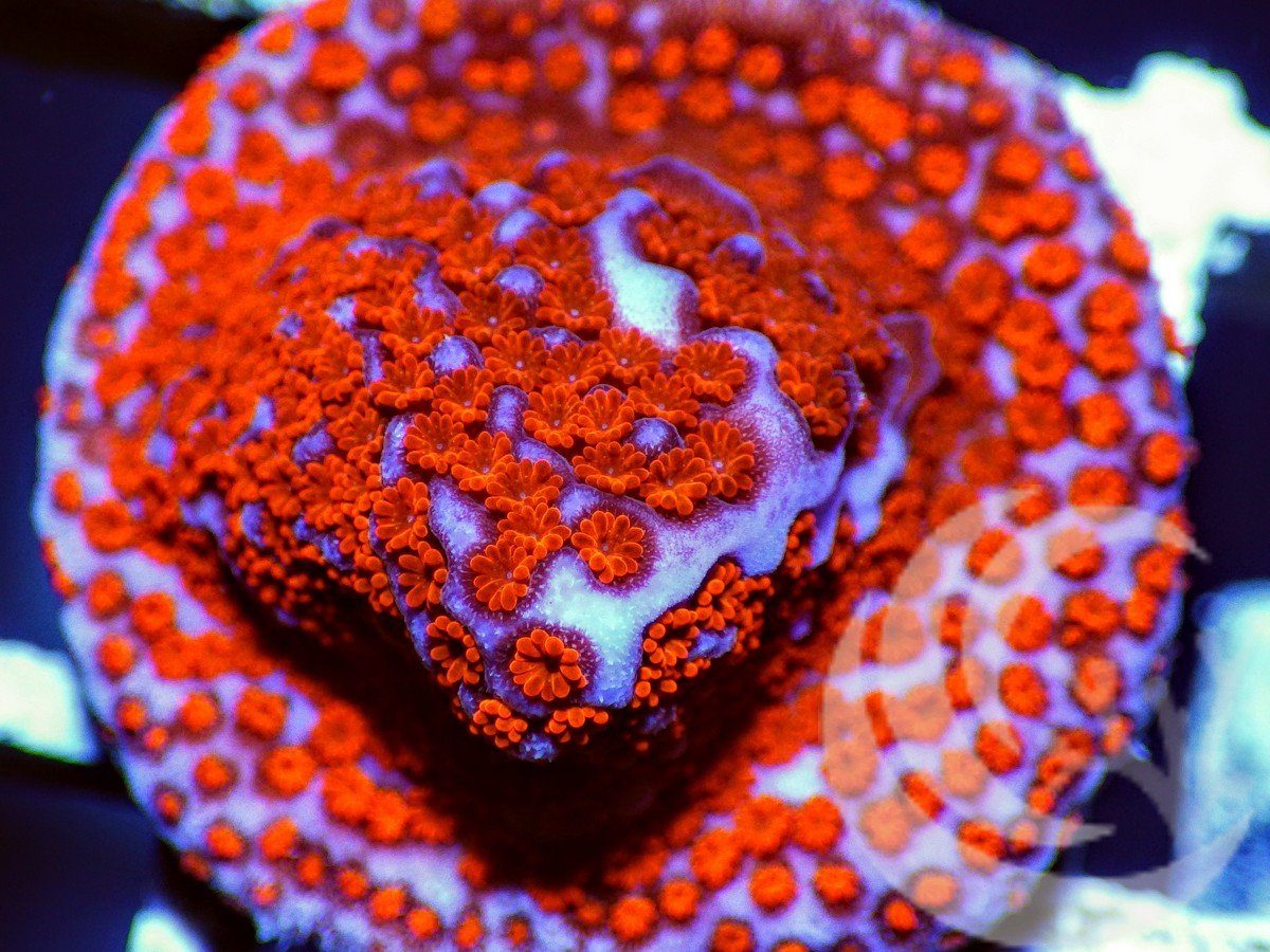 Superman Montipora