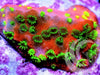 Reverse Sunset Encrusting Montipora