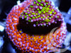 Rainbow Encrusting Montiipora