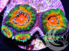 Ultra Rainbow Acan lordhowensis