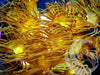 Yellow Polyps