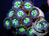 Teal Blue Zoanthids