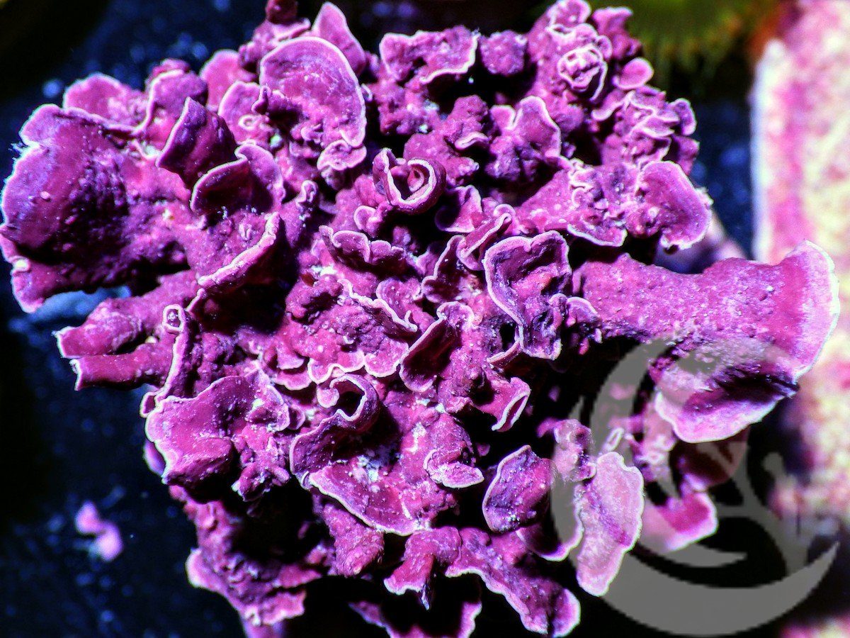 Dr. Mac's Pod Pub Reef Booster Package