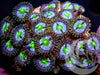 Teal Blue Zoanthids