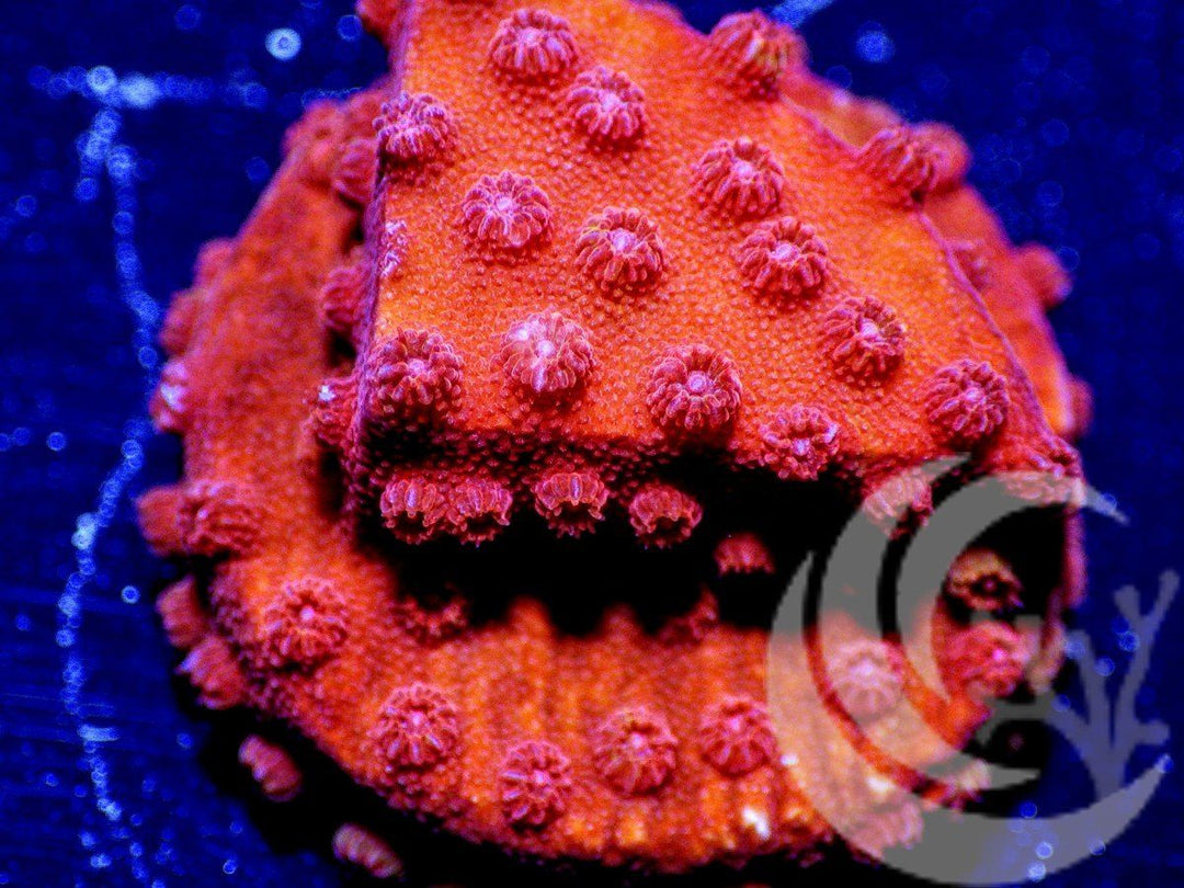 Red Hot Lava Cyphastrea