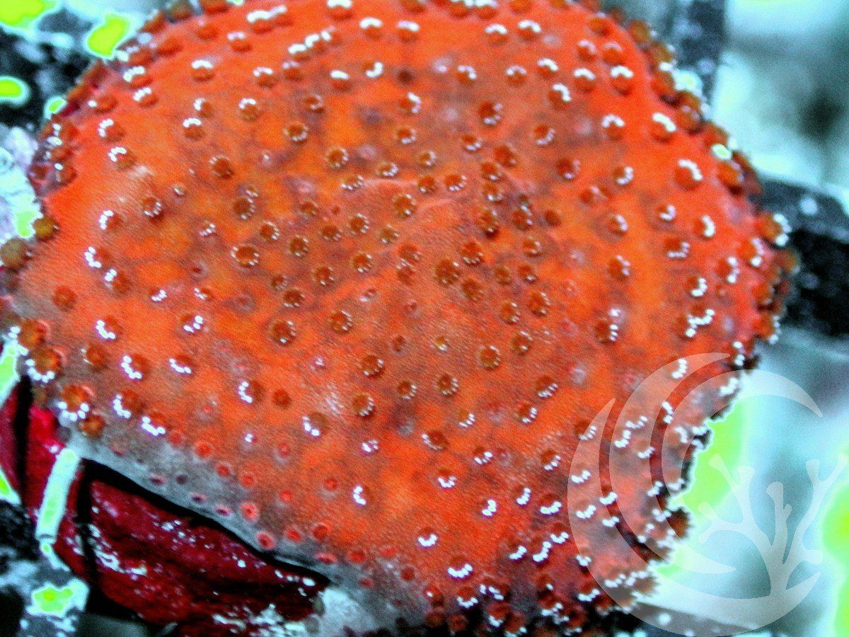 Orange Sherbert Montiipora