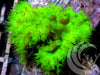 Neon Fuzzy Cabbage Leather