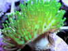 Green Long Polyp Toadstool Leather