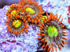 Fruit Salad Zoanthids