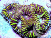 Yellow Striped Favia