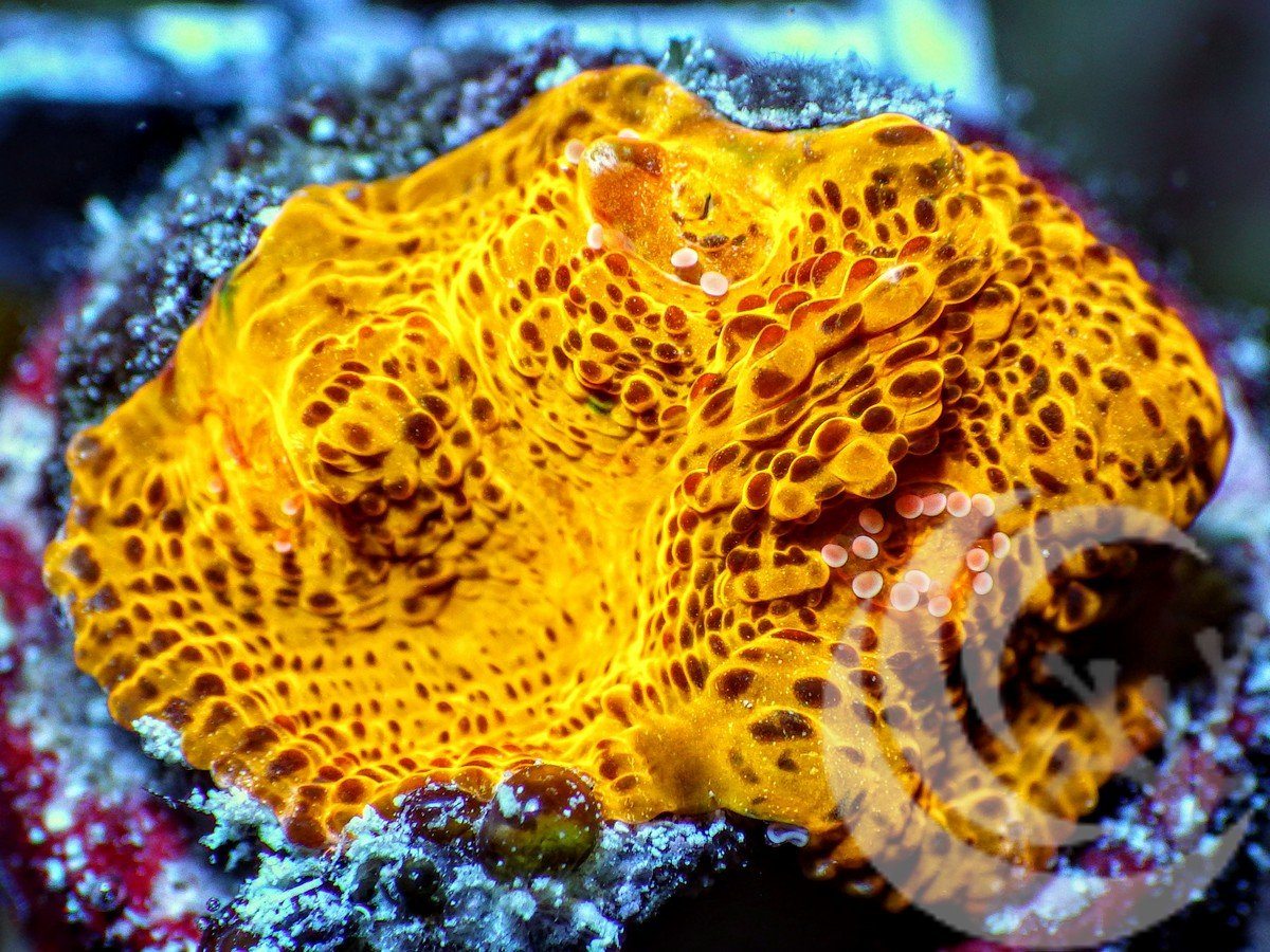 Metallic  Orange Chalice