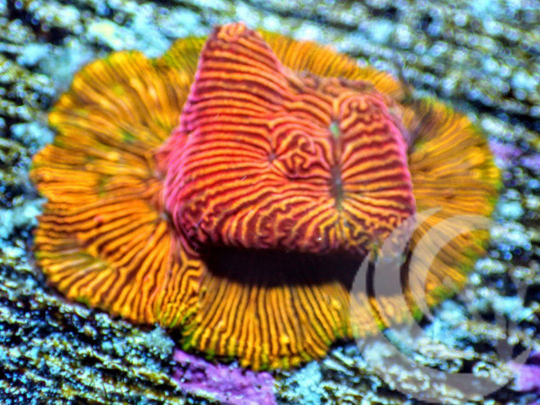 Stargazer Leptoseris