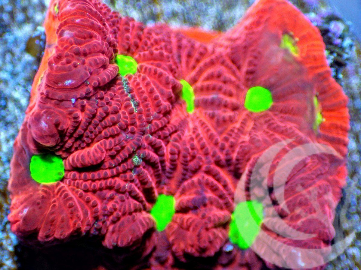 Ultra War Coral Favites