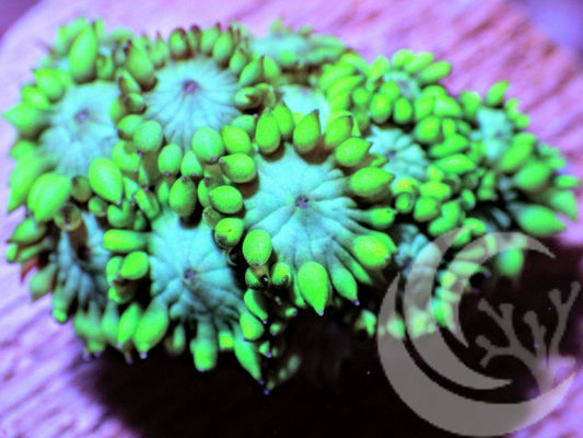 Double Mint Alveopora