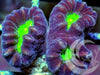 Green Center Candy Cane Caulastrea