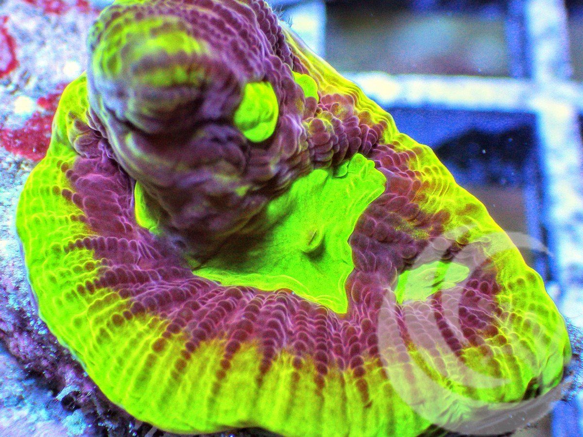 Ultra Dragon Soul Favia