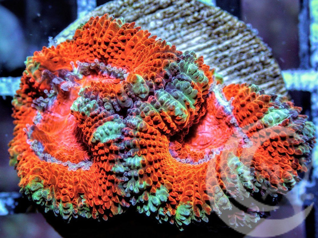 Ultra Acan lordhowensis