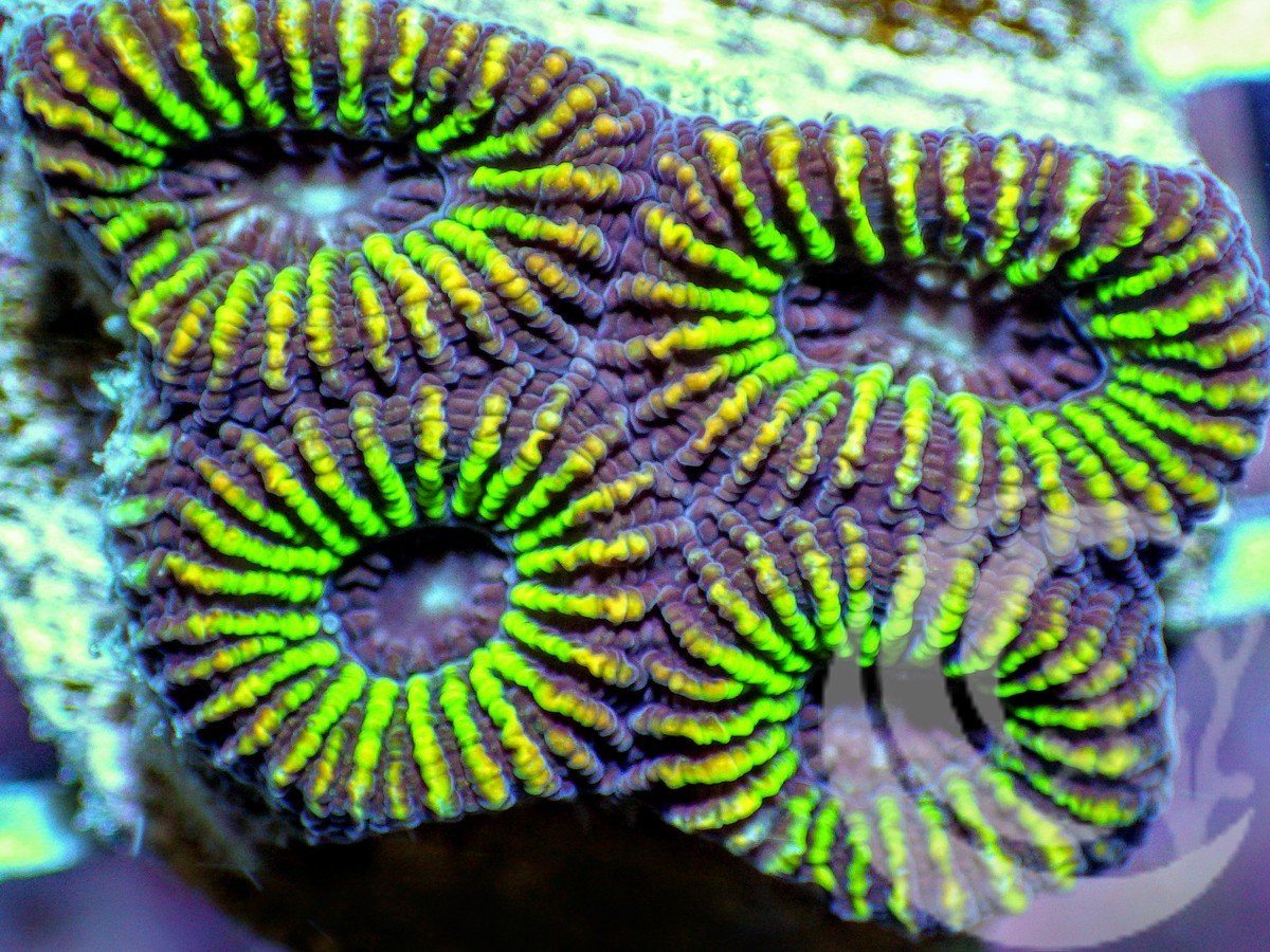 Blue Daisy Favia