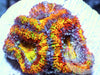 Super Crazy Rainbow Acan lordhowensis