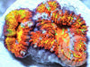 Ultra Rainbow Acan lordhowensis