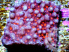 Red Brick Encrusting Montiipora