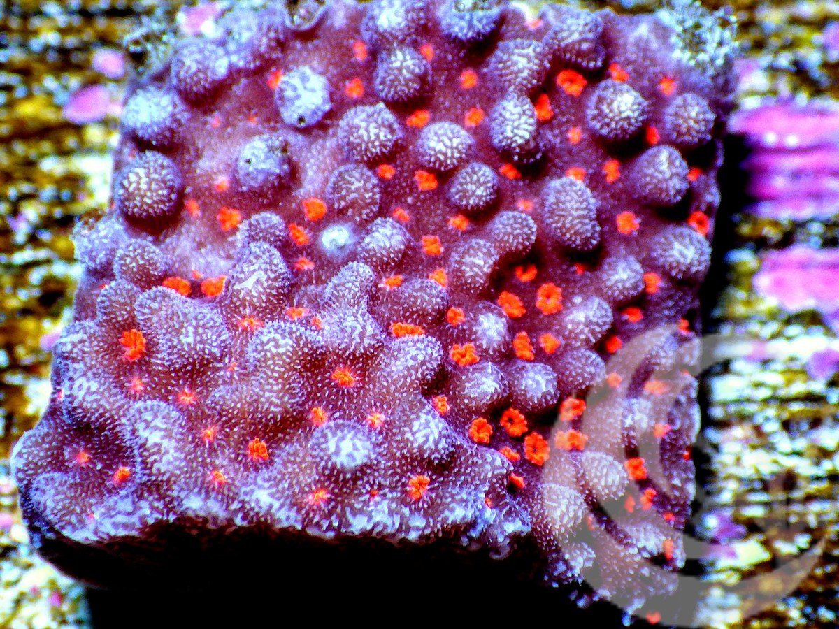 Red Brick Encrusting Montiipora