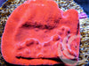 Glowing Red-Orange Montipora