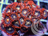 Red Skirt Zoanthids