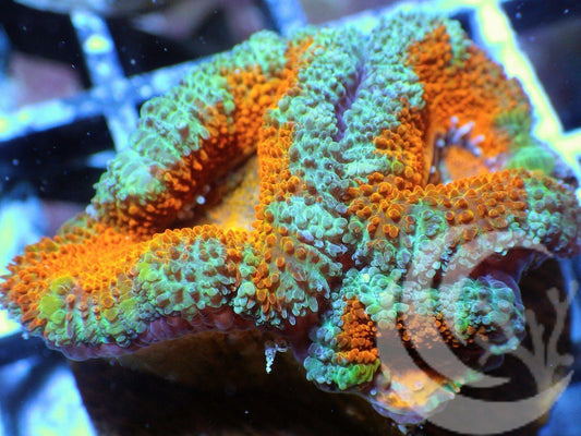 Ultra Acan lordhowensis - WYSIWYG Nugget