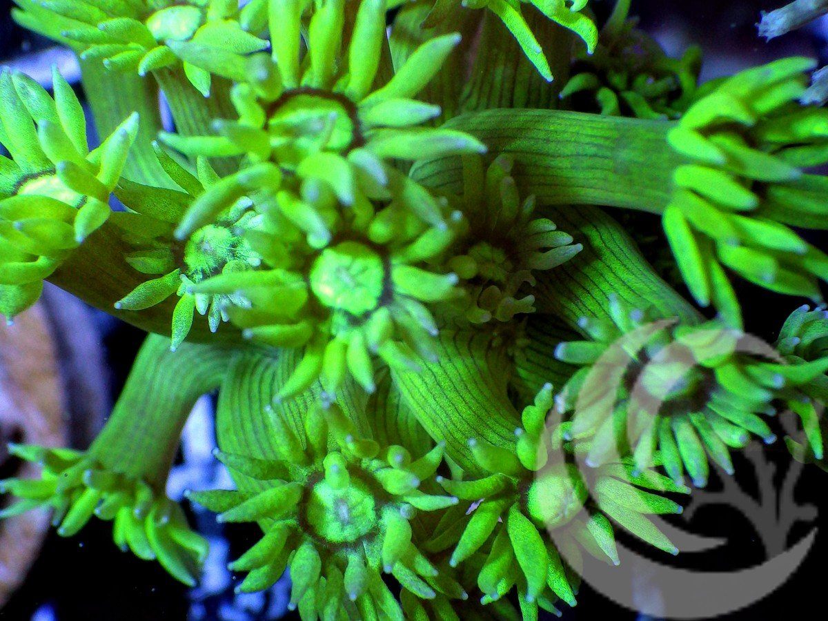 Emerald Gems Alveopora