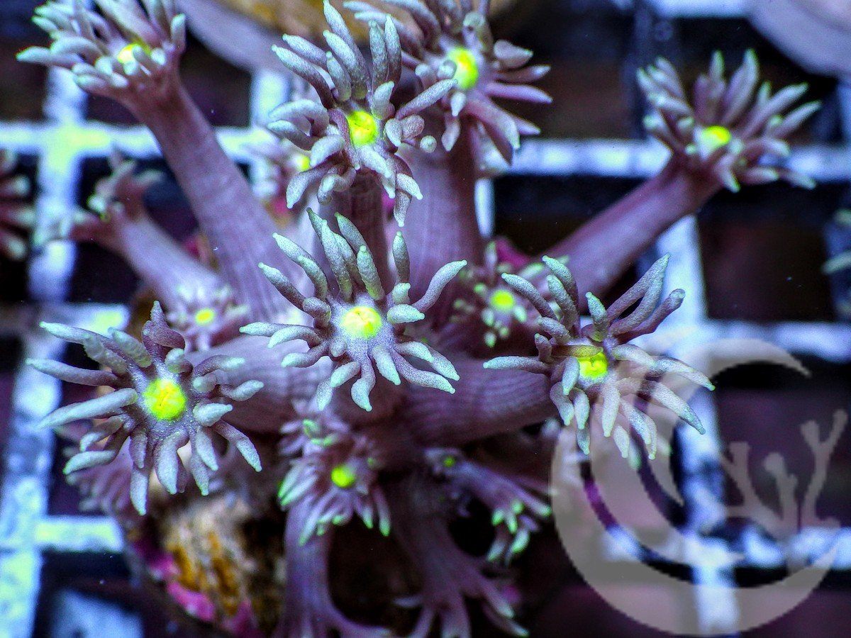 Yellow Belly Alveopora
