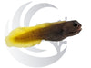 Flame Tail Blenny Captive Bred