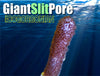 Giant Slit Pore Photosynthetic Gorgonian