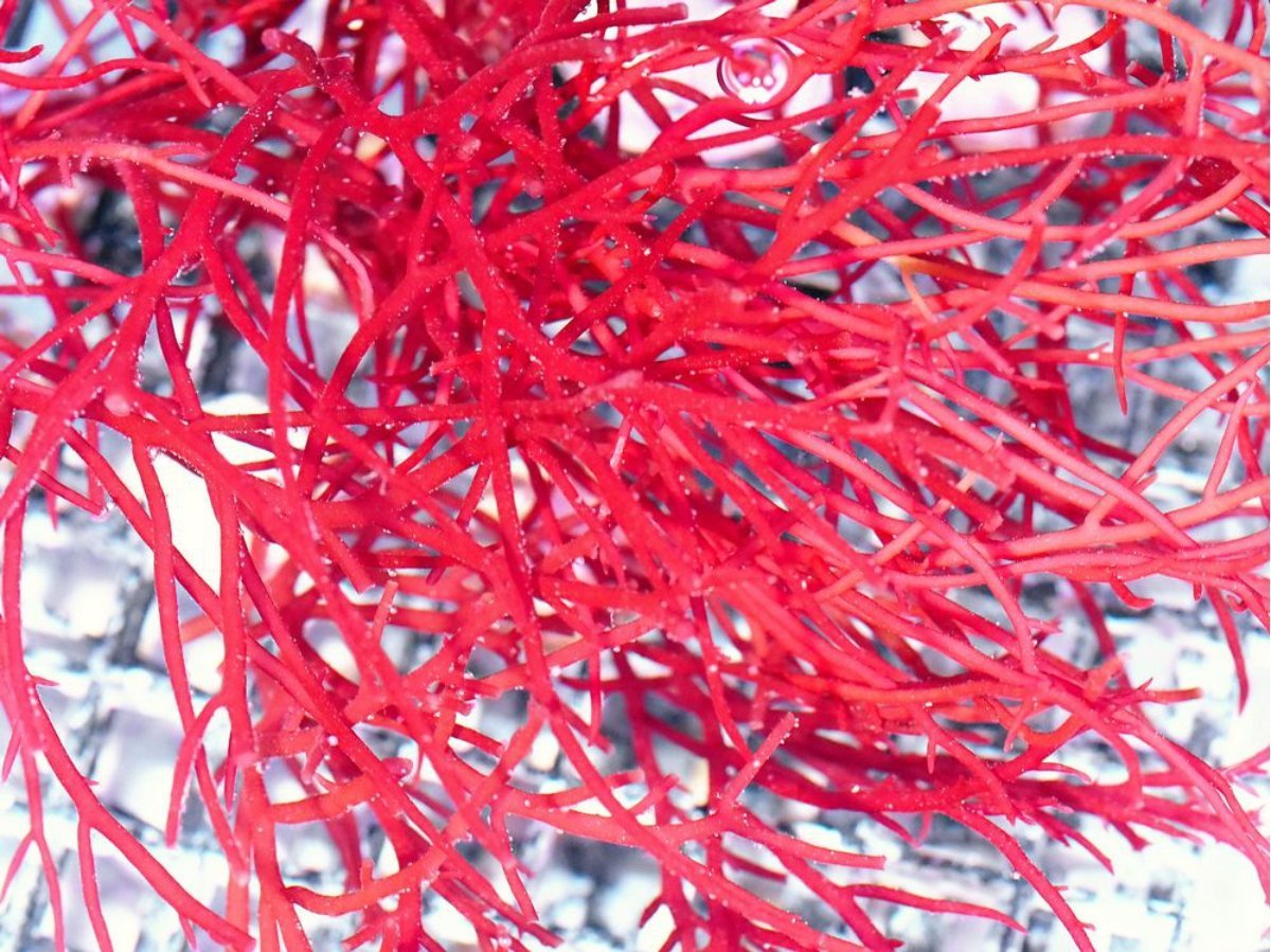Red Gracilaria