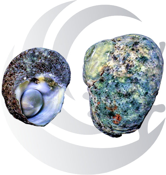 Green Speckled Turbo Snail