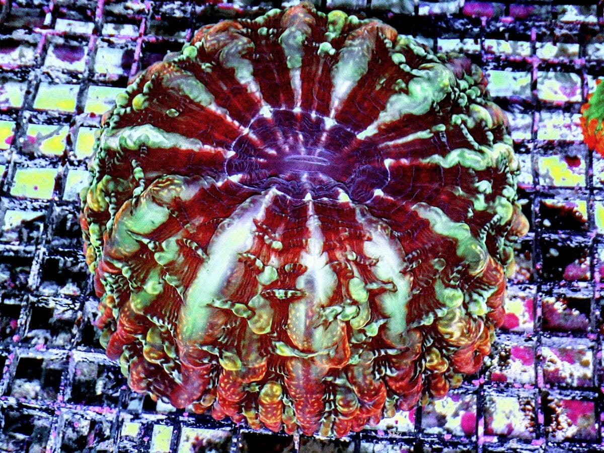 Puffy Red Streaked Indophyllia