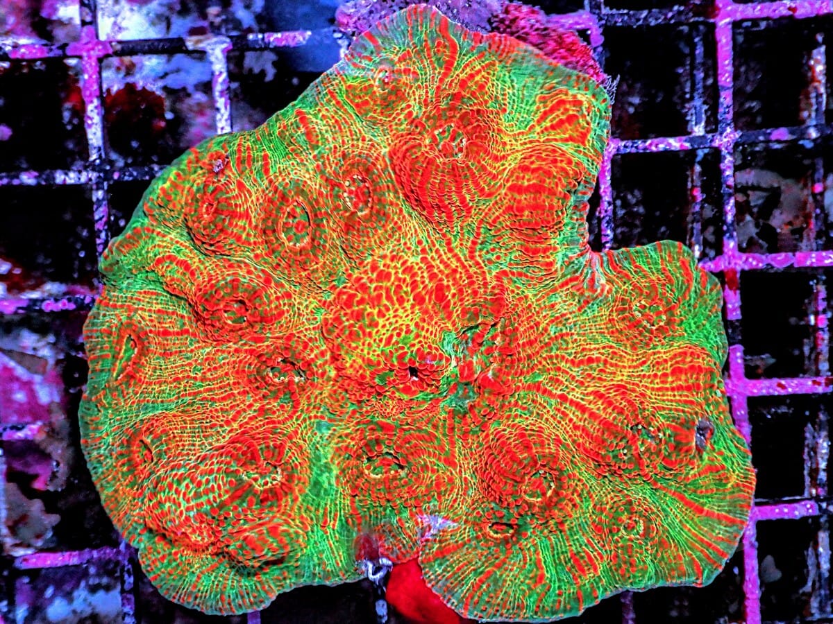 Blood and Swash Chalice