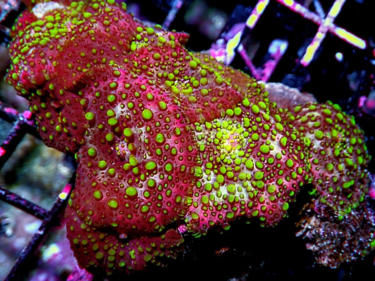 Lava Lamp Discosoma Mushrooms