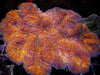 Burnt Orange Lobophyllia