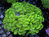 Green Cat's Eye Bubble Coral 