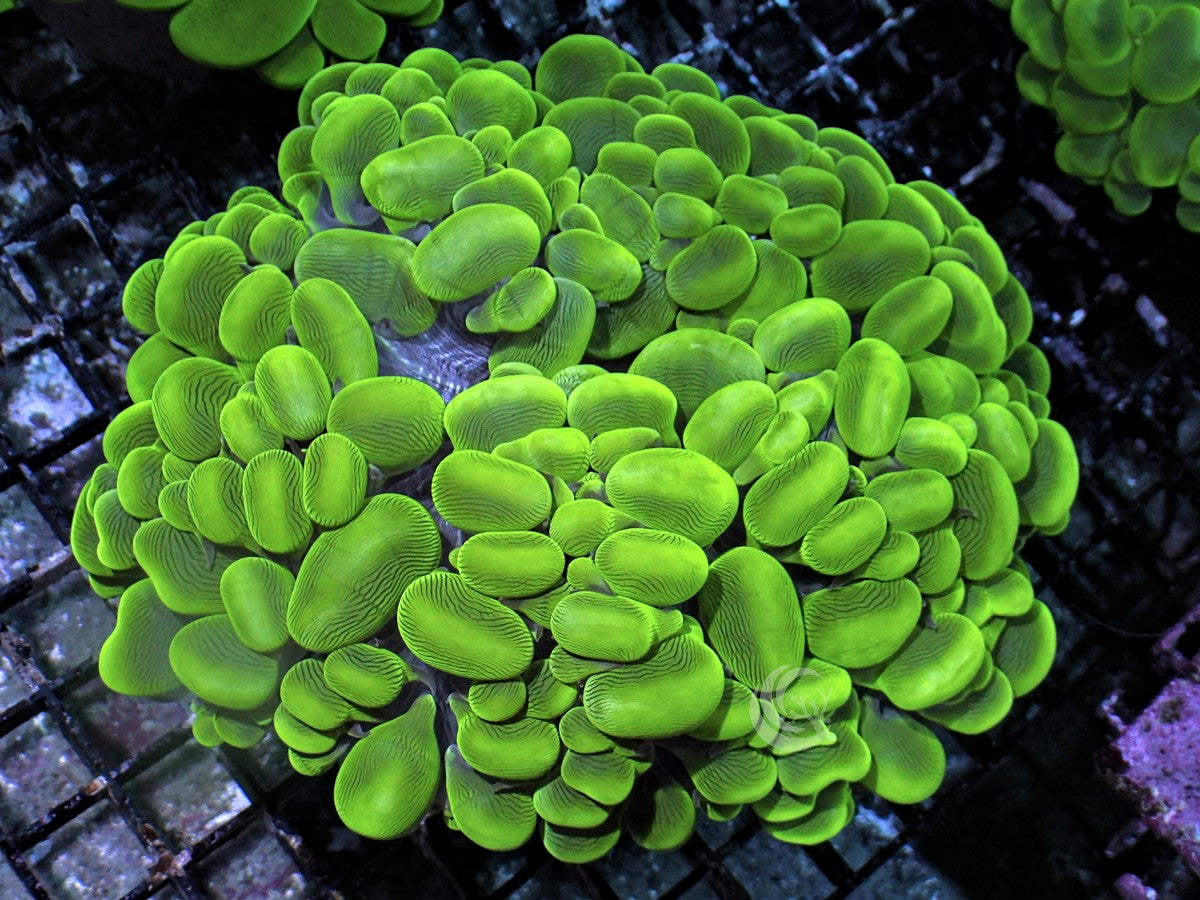 Green Cat's Eye Bubble Coral