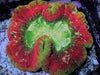 Rainbow Trachyphyllia